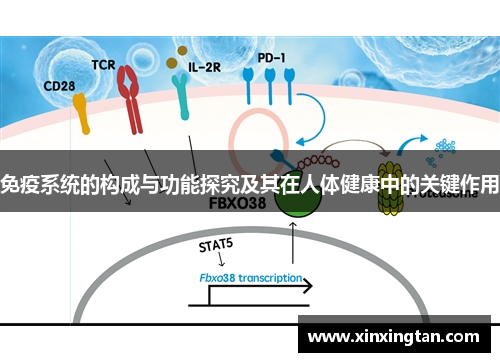 免疫系统的构成与功能探究及其在人体健康中的关键作用